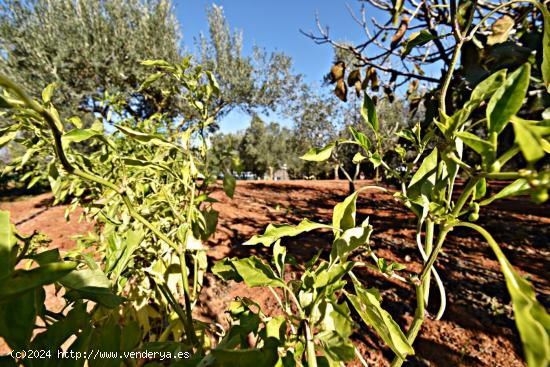 Se Vende en Jerez de la Frontera - CADIZ