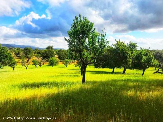 MAGNIFICA FINCA totalmente legal - BALEARES