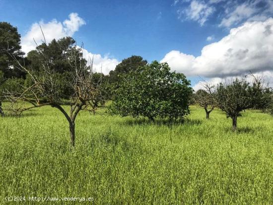 MAGNIFICA FINCA totalmente legal - BALEARES