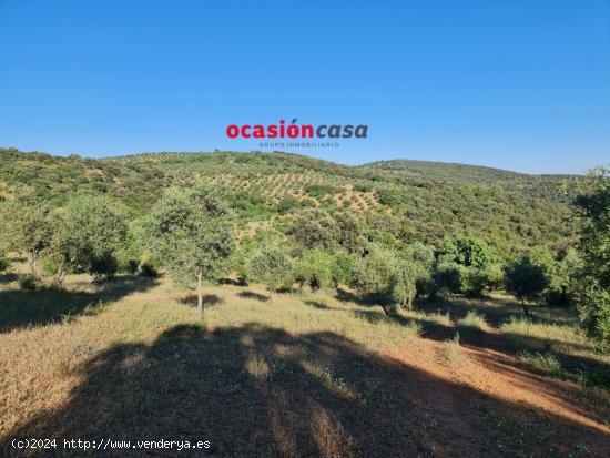 FINCA DE OLIVOS-ENCINAS CON VIVIENDA Y ABUNDANTE AGUA - CORDOBA