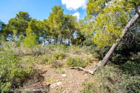 Solar edificable con proyecto en Cala Vinyes - BALEARES