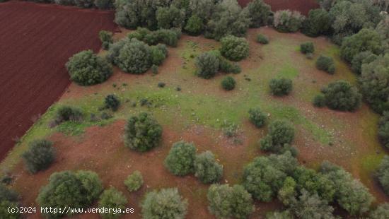 PRECIOSA FINCA RÚSTICA ENTRE PORRERAS Y FELANITX - BALEARES