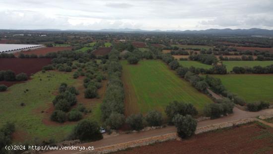 PRECIOSA FINCA RÚSTICA ENTRE PORRERAS Y FELANITX - BALEARES