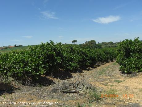 FINCA DE NARANJOS - SEVILLA