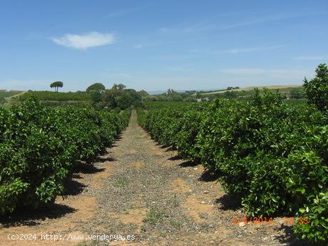 FINCA DE NARANJOS - SEVILLA