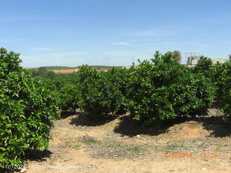 FINCA DE NARANJOS - SEVILLA