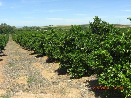 FINCA DE NARANJOS - SEVILLA