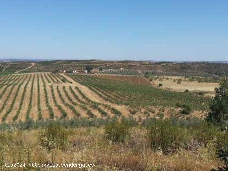 FINCA DE 115 Has DE OLIVAR INTENSIVO - HUELVA