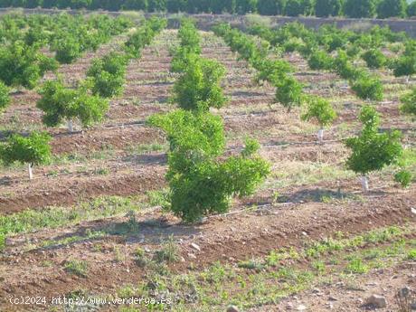 FINCA 11 Has DE NARANJOS - CORDOBA