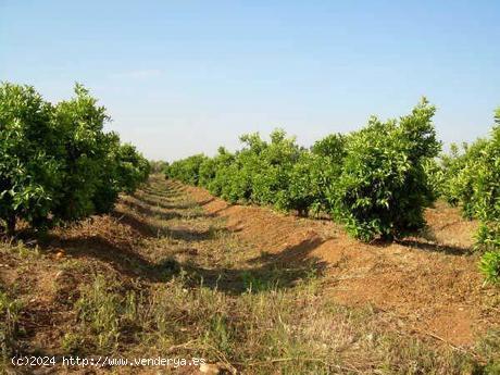 FINCA 11 Has DE NARANJOS - CORDOBA