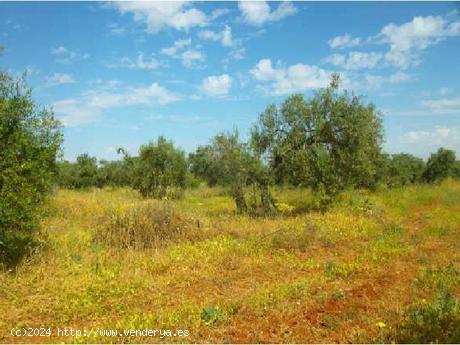  FINCA RUSTICA 3Has DE BANCO - SEVILLA 