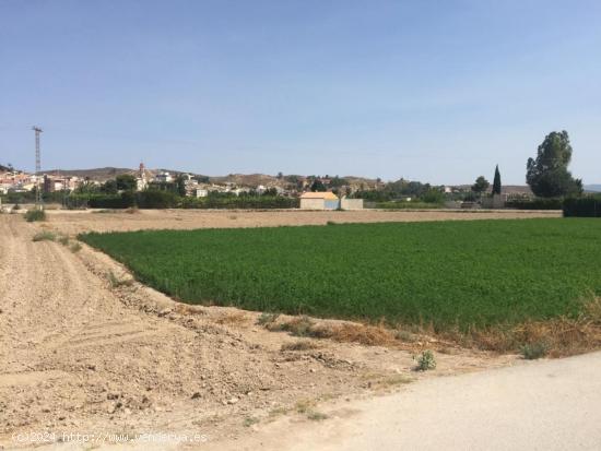 +Terreno no urbano en Molina de Segura zona Ribera de molina, 1118 m. superficie parcela++. - MURCIA