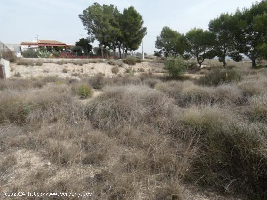 ++Terreno urbanizable en Molina de Segura zona El Pino++, 1250 m - MURCIA