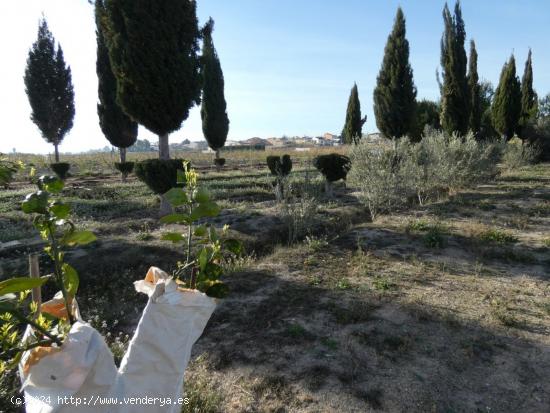  ++Terreno rustico en Ceuti los torraos++ 2 tahullas - MURCIA 