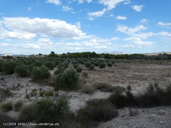 ++Terreno rustico en Molina de Segura zona Los Valientes-el fenazar-la hornera++, 62000 m - MURCIA