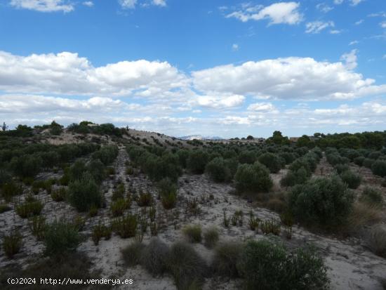 ++Terreno rustico en Molina de Segura zona Los Valientes-el fenazar-la hornera++, 62000 m - MURCIA