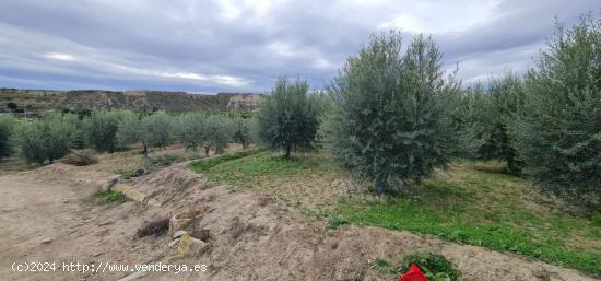 ++Terreno rural en Villanueva del Rio Segura++ 2795 m - MURCIA