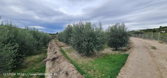 ++Terreno rural en Villanueva del Rio Segura++ 2795 m - MURCIA