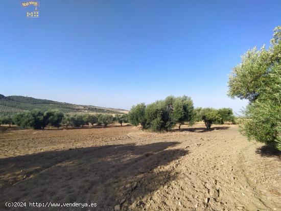 VENTA DE FINCA RUSTICA EN CARRETERA ARCOS-ALGAR - CADIZ