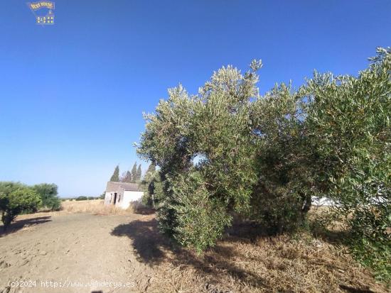 VENTA DE FINCA RUSTICA EN CARRETERA ARCOS-ALGAR - CADIZ