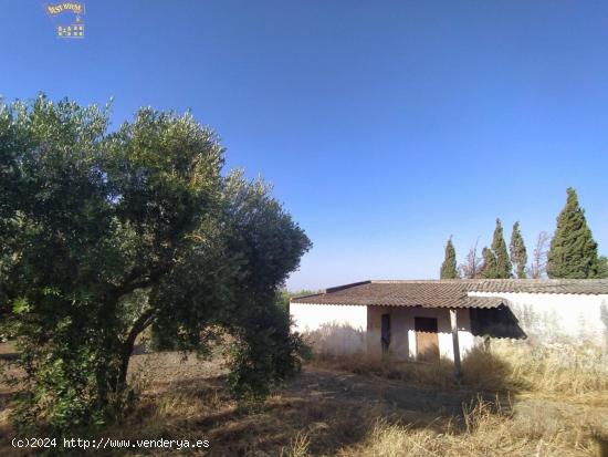 VENTA DE FINCA RUSTICA EN CARRETERA ARCOS-ALGAR - CADIZ