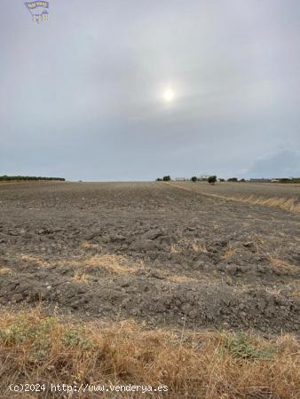 PARCELA DE SECANO - CADIZ