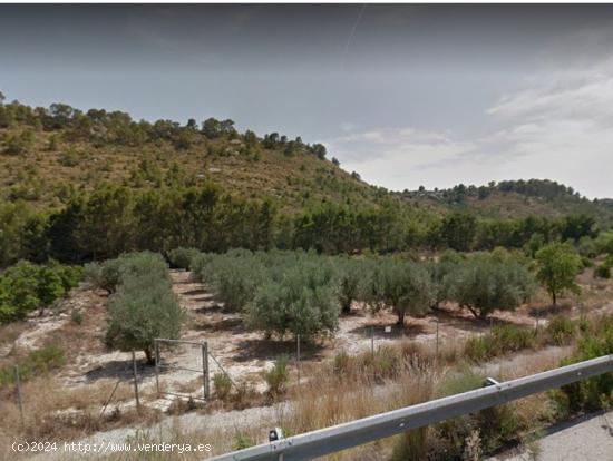  SE VENDE TERRENO CON OLIVERAS CARRETERA DE MULA - MURCIA 