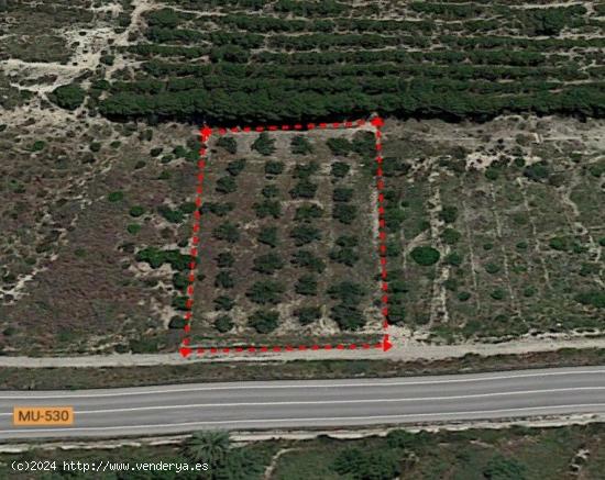 SE VENDE TERRENO CON OLIVERAS CARRETERA DE MULA - MURCIA