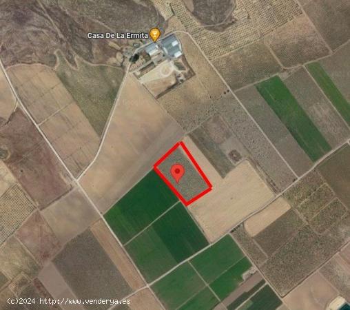 Se vende finca rustica en Jumilla (hoyas del carche) - MURCIA