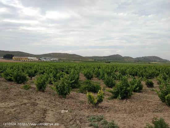 Se vende finca rustica en Jumilla (hoyas del carche) - MURCIA