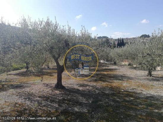  TERRENO AGRICOLA EN ONTINYENT - VALENCIA 