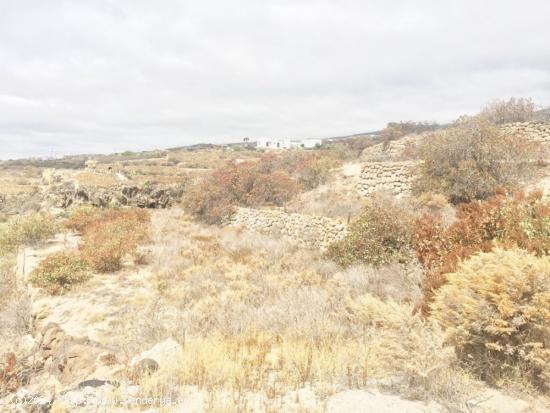 Se vende finca rústica en Güimar - SANTA CRUZ DE TENERIFE