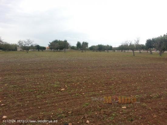 Finca Rústica Marratxí - BALEARES