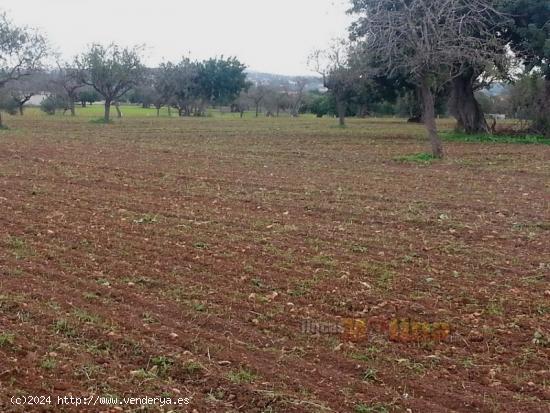 Finca Rústica Marratxí - BALEARES