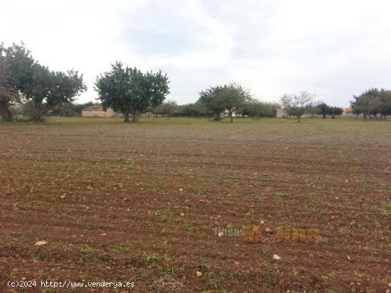 Finca Rústica Marratxí - BALEARES