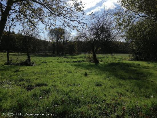 SE VENDE TERRENO CON ARBOLEDA Y UNA PEQUEÑA EDIFICACIÓN EN CASTRO DE REI - LUGO