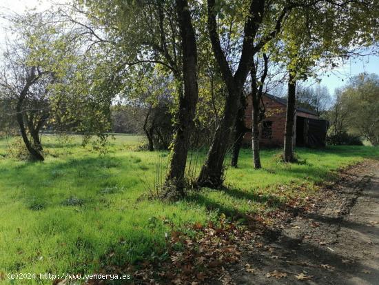 SE VENDE TERRENO CON ARBOLEDA Y UNA PEQUEÑA EDIFICACIÓN EN CASTRO DE REI - LUGO