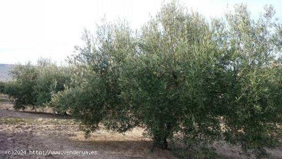 Finca de olivar con nave de aperos - CORDOBA