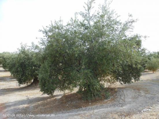 Finca de Olivos de Regadio - CORDOBA