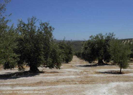 Finca de Olivos de Regadio - CORDOBA