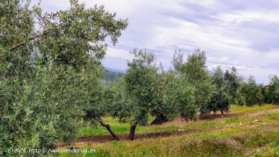 Olivar muy fresco - CORDOBA