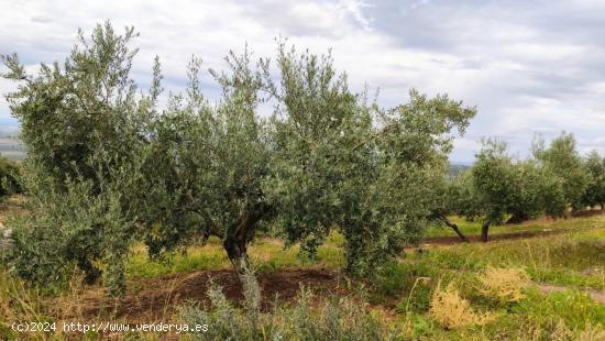 Olivar muy fresco - CORDOBA