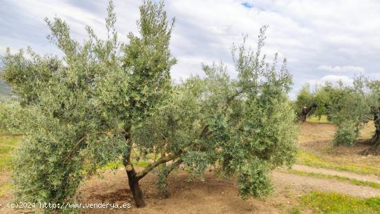 Olivar muy fresco - CORDOBA