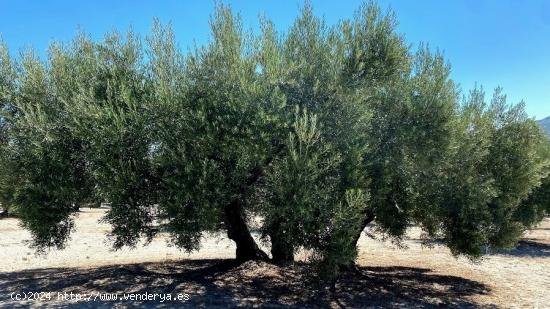 Finca de olivar cerca de Baena - CORDOBA