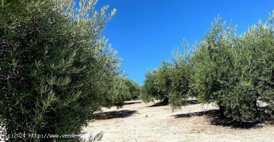 Finca de olivar cerca de Baena - CORDOBA