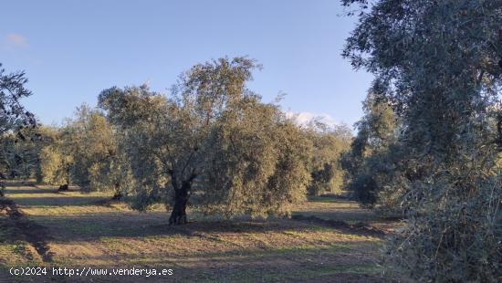  Muy buen olivar intensivo - CORDOBA 