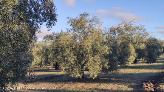 Muy buen olivar intensivo - CORDOBA