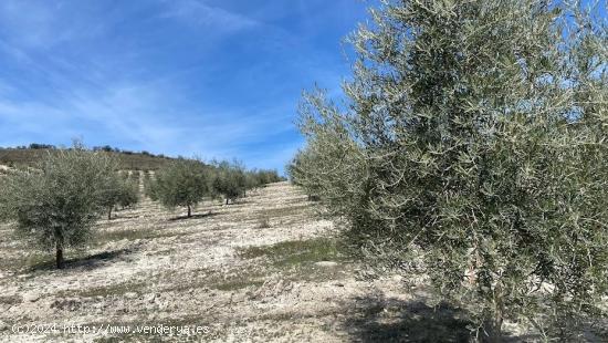 Finca de olivar intensivo con muy buen acceso - CORDOBA