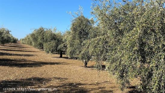 Olivar Intensivo - CORDOBA