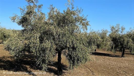 Olivar Intensivo - CORDOBA